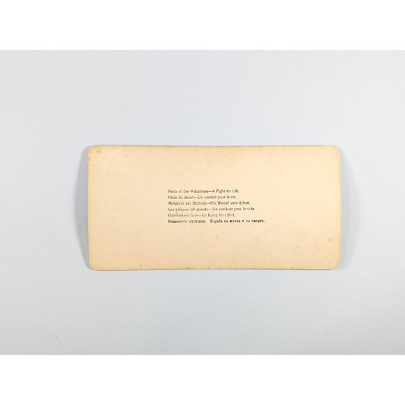 Antique Stereoview card of a Bear Attack "Perils of the Wilderness" Prize - Picture 8 of 9